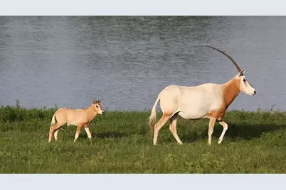 6101 County Road 208, Lampasas, TX 76550 - Photo 26