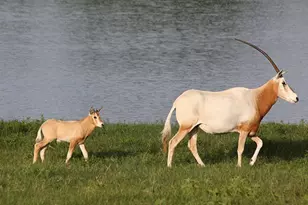 6101 Co Rd 208, Lampasas, TX 76550 - Photo 26