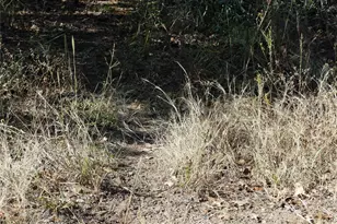 1746 Dog Kennel Rd, Sunset, TX 76270 - Photo 8
