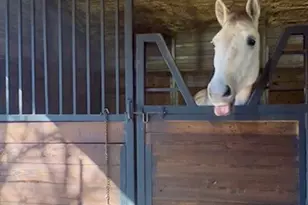 8261 County Rd 381, Tyler, TX 75708 - Photo 40