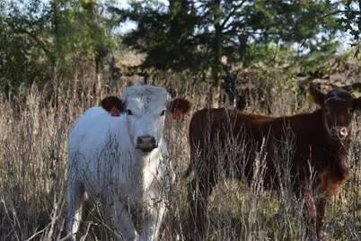 318 Fm 2488, Covington, TX 76636 - Photo 2