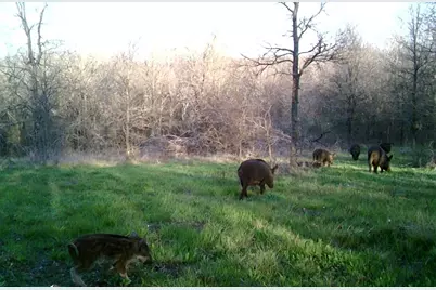 141 County Road 2349, Richland, TX 76681 - Photo 38