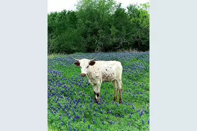 141 County Road 2349, Richland, TX 76681 - Photo 4