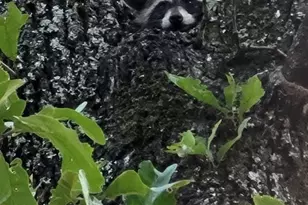 8004 Co Rd 2412, Quinlan, TX 75474 - Photo 40