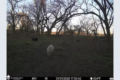 0 Lcr 412, Groesbeck, TX 76642 - Photo 10