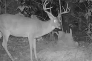 3299 Cr 1579-2, Avinger, TX 75630 - Photo 34