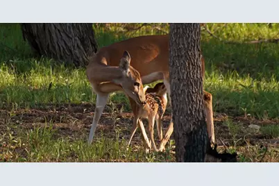 Tbd Lot #45 Rawhide Ridge, Possum Kingdom Lake, TX 76449 - Photo 26