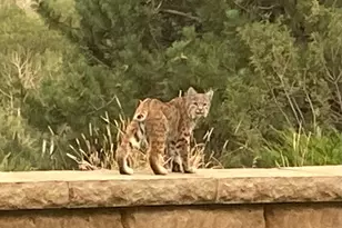 3456 Cr 124, Durango, CO 81326 - Photo 32