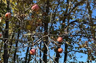 6553 Private Rd 2270, Quinlan, TX 75474 - Photo 32