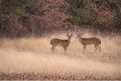 4879 Cobb Road, Kingston, OK 73439 - Photo 8