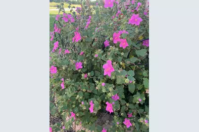 7844 County Road 502, Blue Ridge, TX 75424 - Photo 38