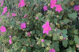 7844 Co Rd 502, Blue Ridge, TX 75424 - Photo 38