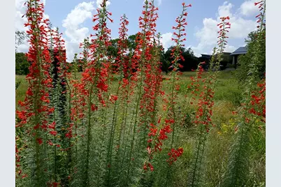 7844 County Road 502, Blue Ridge, TX 75424 - Photo 36