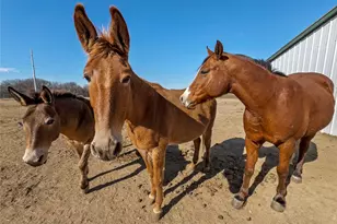 459 Private Road 2625, Decatur, TX 76234 - Photo 40