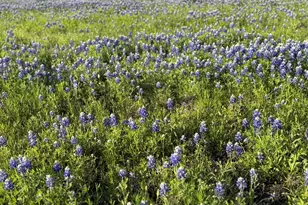 1315 Brandon Ct, Royse City, TX 75189 - Photo 38