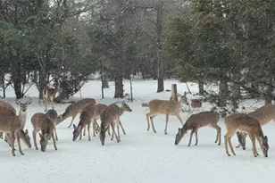 108 Red Eagle Ct, Weatherford, TX 76087 - Photo 34