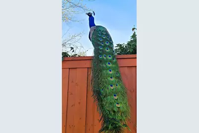 6309 Bittersweet Drive, Arlington, TX 76001 - Photo 40