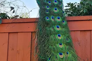 6309 Bittersweet Dr, Arlington, TX 76001 - Photo 40