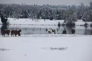 312 E Tripp Rd, Sunnyvale, TX 75182 - Photo 8