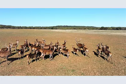 601 County Road 352, Carbon, TX 76435 - Photo 40