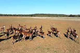 601 Co Rd 352, Carbon, TX 76435 - Photo 40