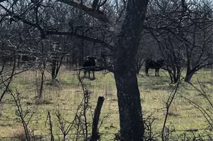 Tbd 14 Acres Winn Rd, Collinsville, TX 76233 - Photo 1