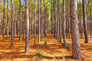 Lot 463 Us-175, LaRue, TX 75770 - Photo 22