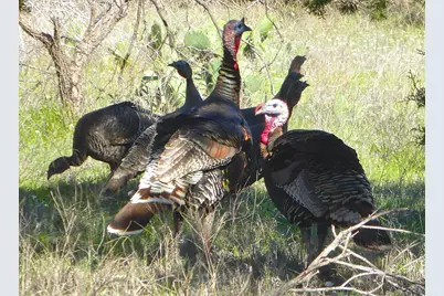 Lot 615 Caprock Court, Possum Kingdom Lake, TX 76449 - Photo 6