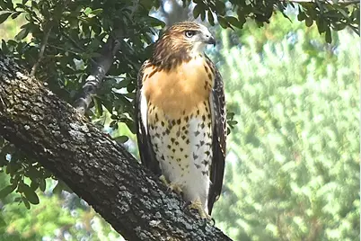 Lot 615 Caprock Court, Possum Kingdom Lake, TX 76449 - Photo 18