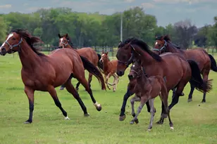10399 Zipper Rd, Pilot Point, TX 76258 - Photo 1