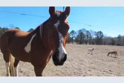 5730 E Fm 323, Palestine, TX 75801 - Photo 34