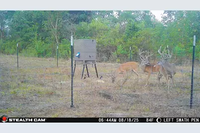 3222 Fm1254, Mineola, TX 75773 - Photo 14