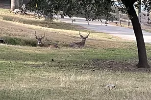 2334 San Bar Rd, Possum Kingdom Lake, TX 76449 - Photo 34