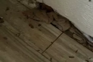 6516 Rock Canyon Trail, Dallas, TX 75232 - Photo 12