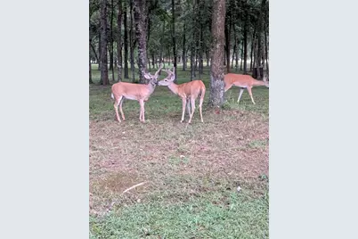 115 Hilton Head Island Drive, Mabank, TX 75156 - Photo 40