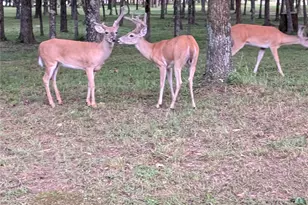 115 Hilton Head Island Dr, Mabank, TX 75156 - Photo 40