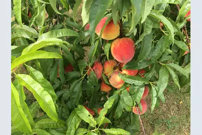 1642 County Road 234, Hico, TX 76457 - Photo 38