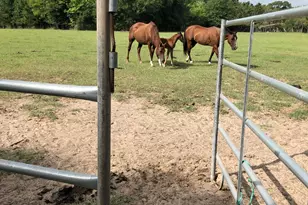 3640 Van Zandt County Rd, Ben Wheeler, TX 75754 - Photo 10