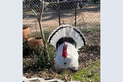 3640 Van Zandt County Road, Ben Wheeler, TX 75754 - Photo 36