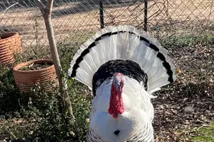 3640 Van Zandt County Rd, Ben Wheeler, TX 75754 - Photo 36