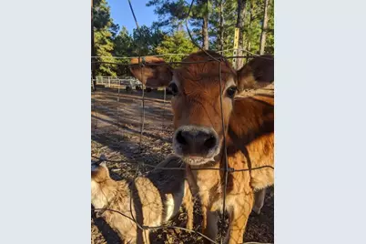 3640 Van Zandt County Road, Ben Wheeler, TX 75754 - Photo 20