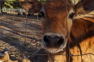 3640 Van Zandt County Rd, Ben Wheeler, TX 75754 - Photo 20