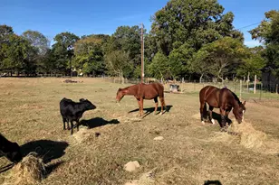 3640 Van Zandt County Rd, Ben Wheeler, TX 75754 - Photo 6