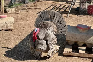 3640 Van Zandt County Rd, Ben Wheeler, TX 75754 - Photo 28