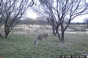 517 Co Rd 167, Eastland, TX 76448 - Photo 36