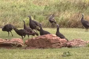 4460 Hildreth Pool Rd, Bowie, TX 76230 - Photo 38