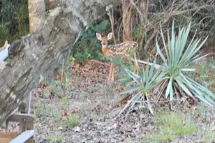 686 Cattlebaron Parc Dr, Fort Worth, TX 76108 - Photo 30