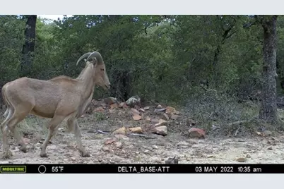 1390 Clayton Mountain Road, Gordon, TX 76453 - Photo 12