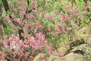 2016 N Lakeview Dr, Palo Pinto, TX 76484 - Photo 40