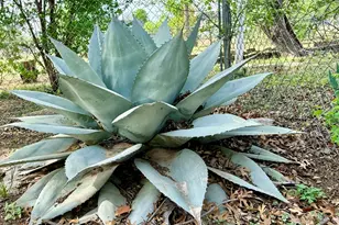 1122 4th St, Graham, TX 76450 - Photo 26